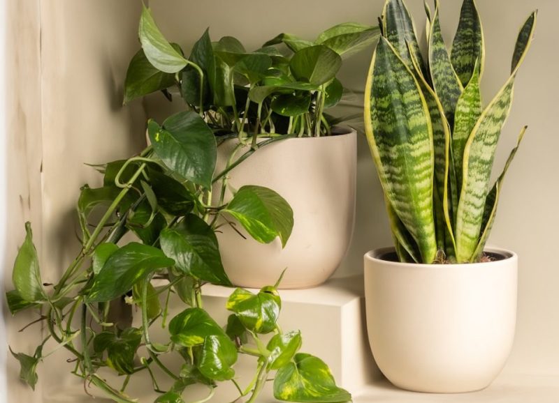 Von Zimmerpflanzen und ihrem Einfluss auf das Raumklima