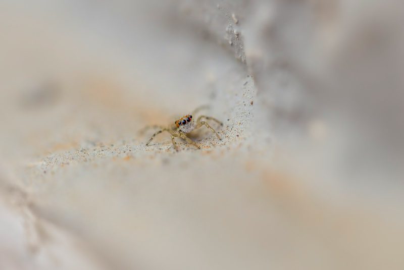 Staubläuse bekämpfen