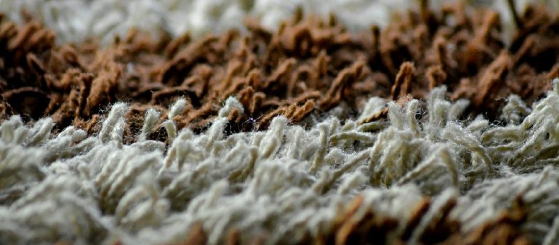 Teppichkäfer bekämpfen