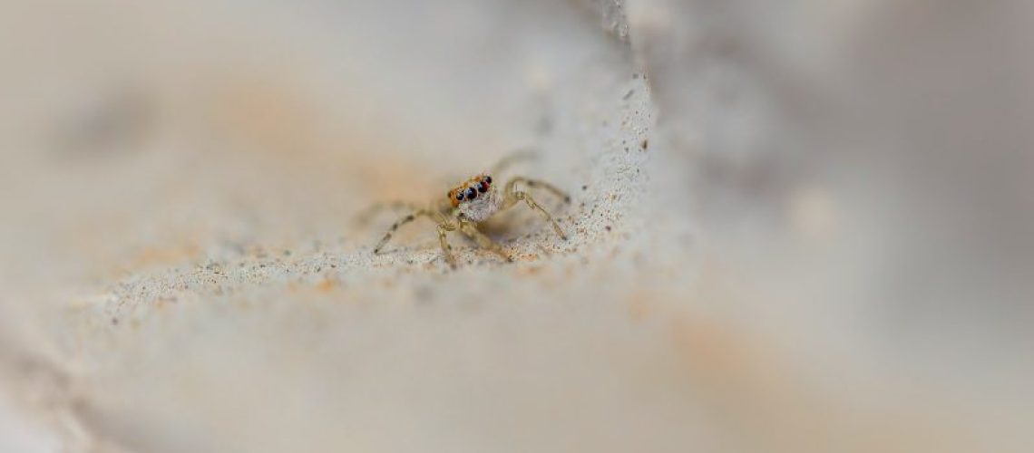 Staubläuse bekämpfen