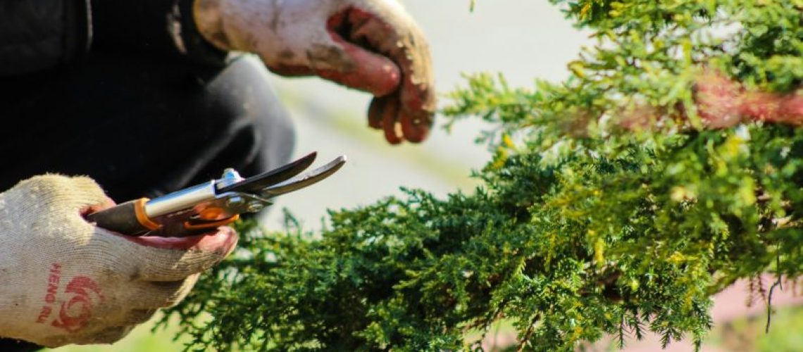 Kleine Verletzungen bei der Gartenarbeit – richtige Wundversorgung zuhause